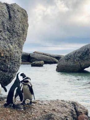 Cape Town cottage near colony of penguins